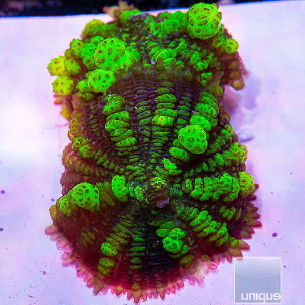 Uranium Bounce Mushroom- Stock – UniqueCorals