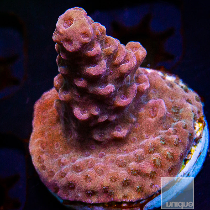 UC Red Slimer Frag-WYSIWYG