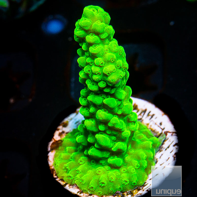 Green Slimer-WYSIWYG