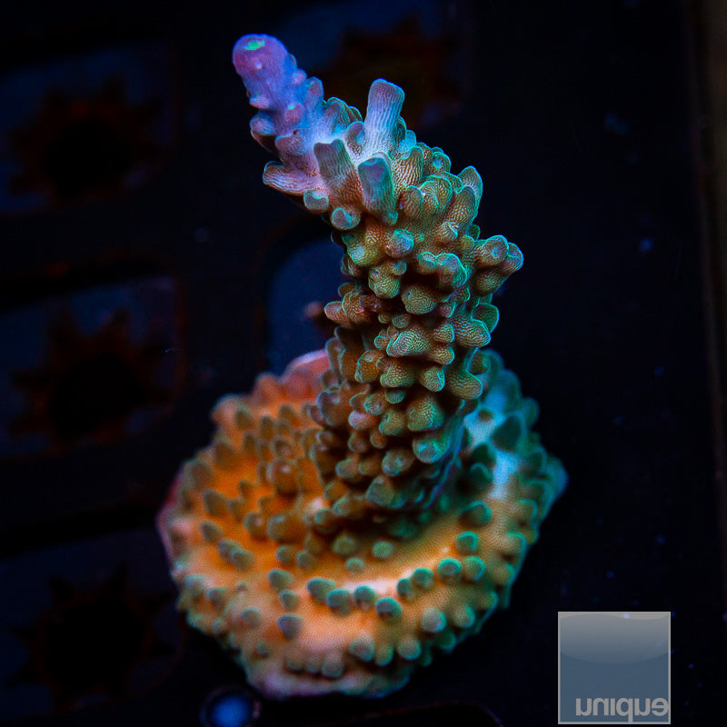 UC Gatorade Large Frag-WYSIWYG
