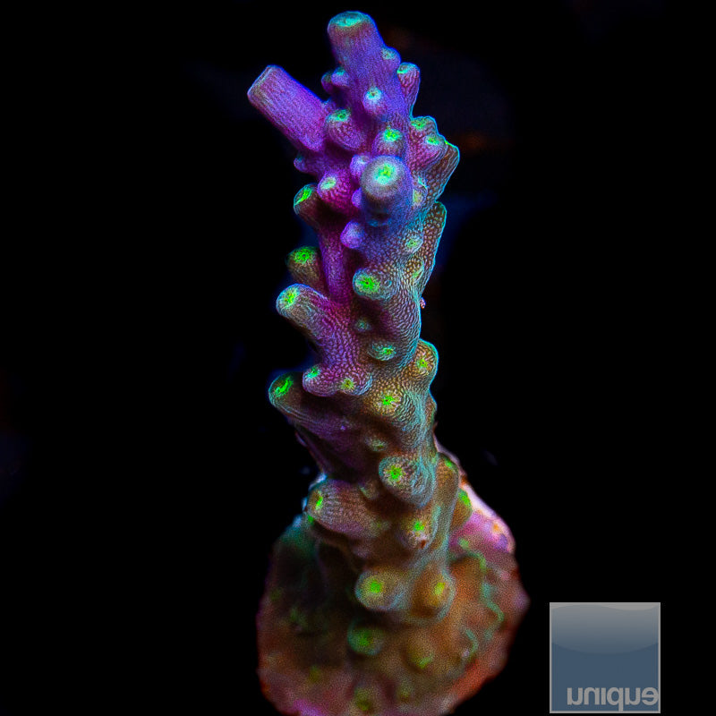 Tri-Color Valida-WYSIWYG