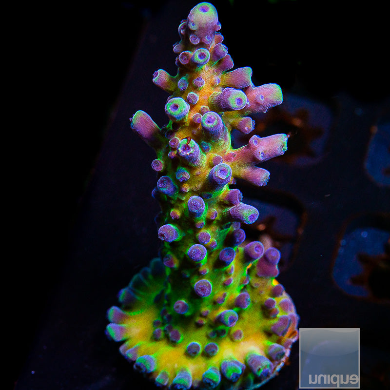 UC Miyagi Tort Large Frag-WYSIWYG