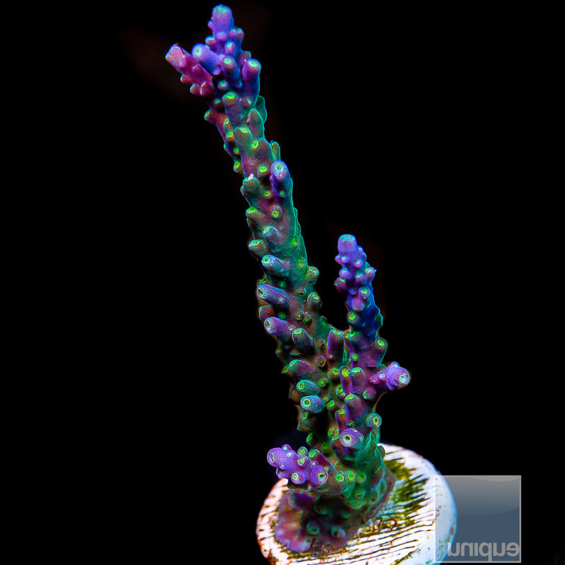 Tri-Color Valida Acropora Large Frag-WYSIWYG
