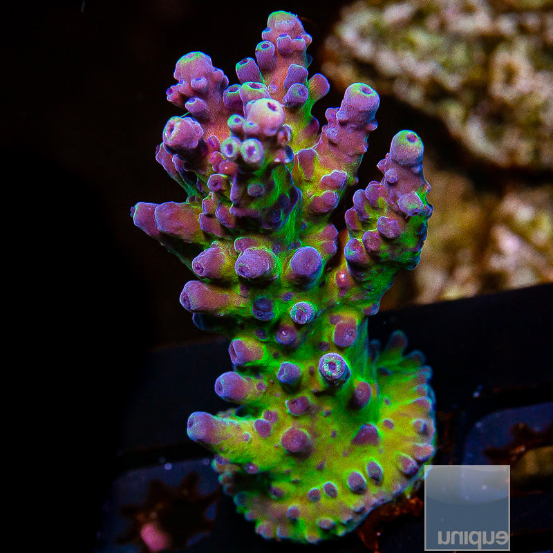 UC Miyagi Tort Large Frag-WYSIWYG