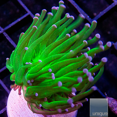 Unique Corals Hulk Torch-Single Head Stock