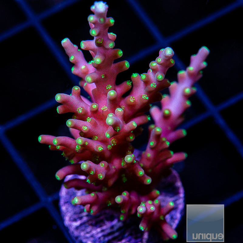 Dragon Tail Acropora-WYSIWYG