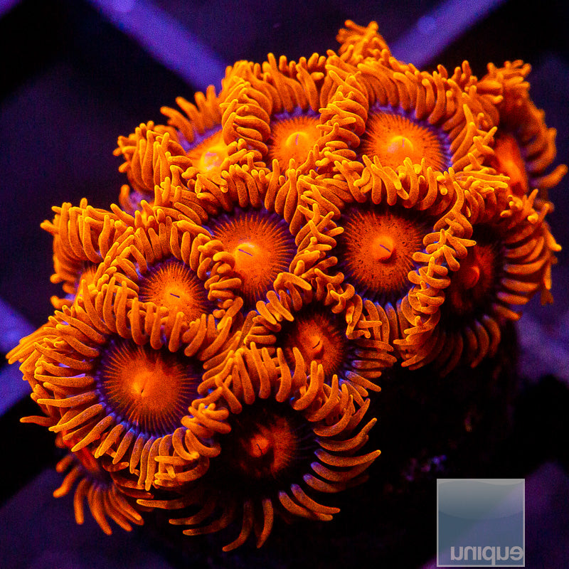 Hyper Bam Bam Zoanthid Colony-WYSIWYG