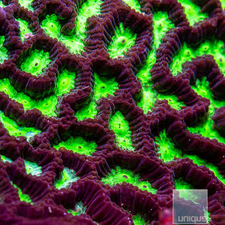 Unique Corals Green Platygyra-Stock Frag