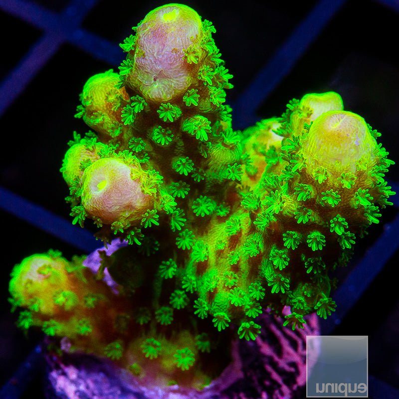 Green Humilis-WYSIWYG