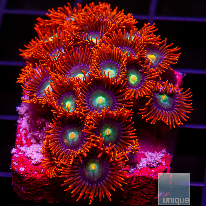 Red Skirt Colony-WYSIWYG