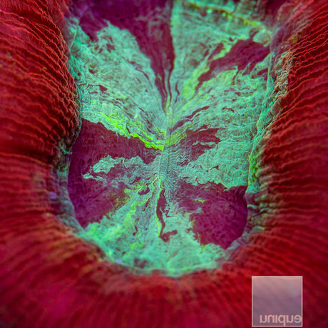 Ultra Trachyphyllia-WYSIWYG