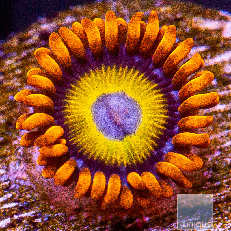 Blue Eye Blonde Zoanthid-WYSIWYG