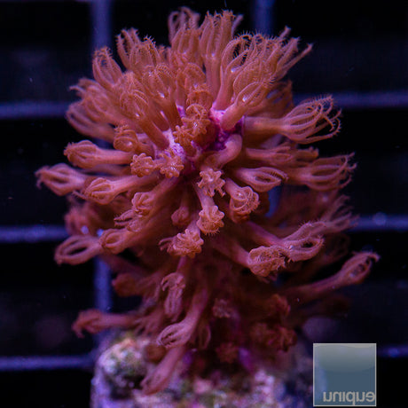 Unique Corals Thick Branch Fuzzy Gorgonian-Stock Frag