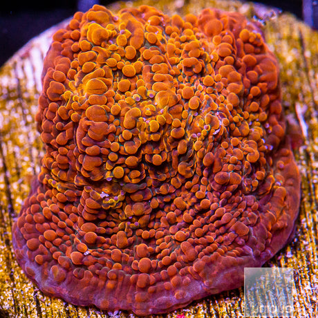 Unique Corals Burnt Orange Chalice-Stock Frag