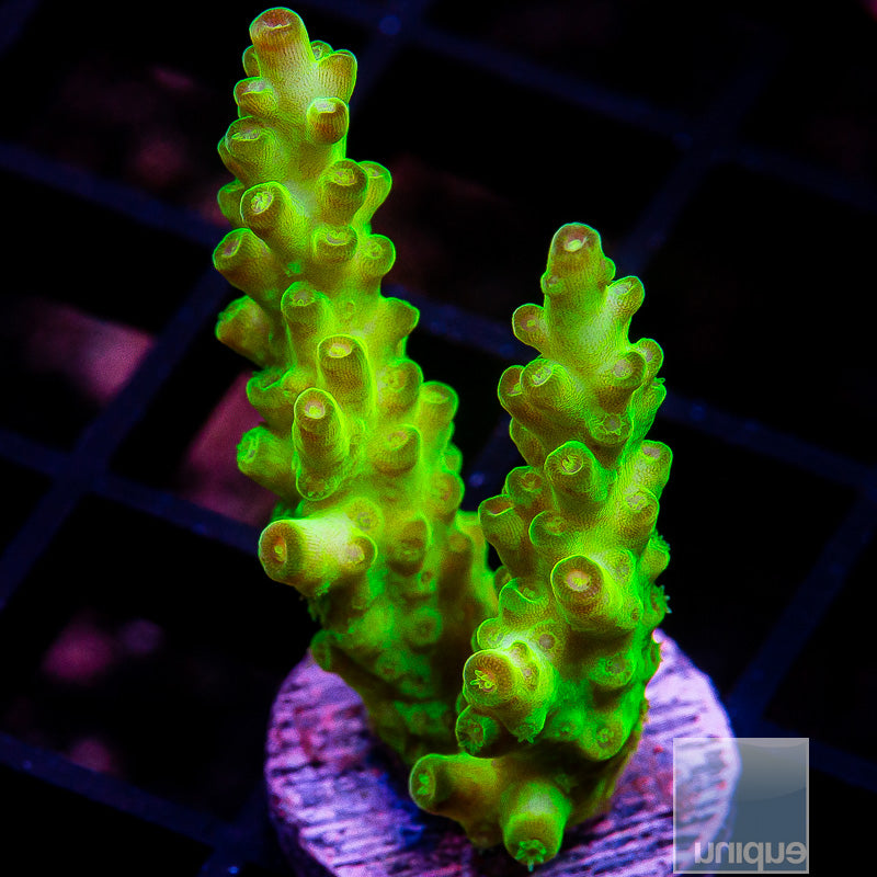 Frogskin Acropora-WYSIWYG