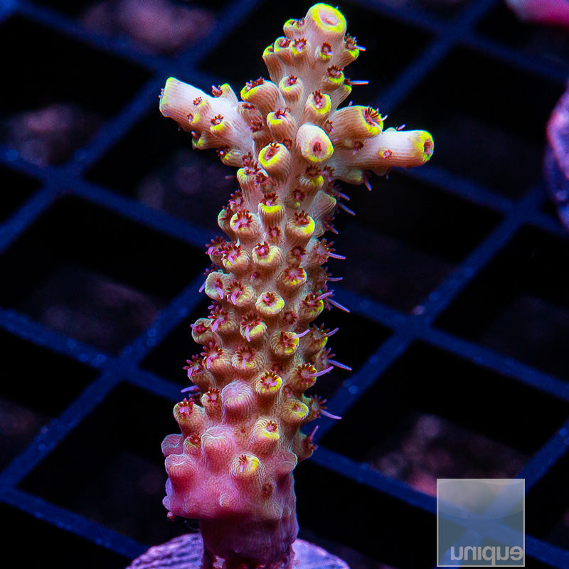 Pink Floyd Acropora-WYSIWYG