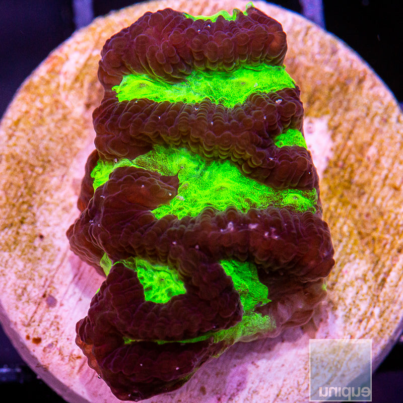 Unique Corals Green Platygyra-Stock Frag