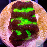 Unique Corals Green Platygyra-Stock Frag