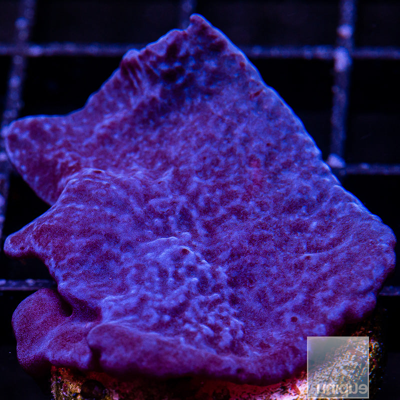 UC Plating Blue Sponge-WYSIWYG