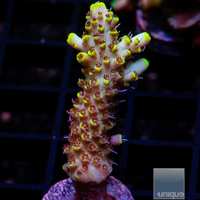 Pink Floyd Acropora-WYSIWYG