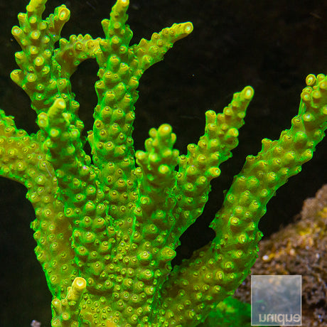 Unique Corals Lemon Lime Staghorn