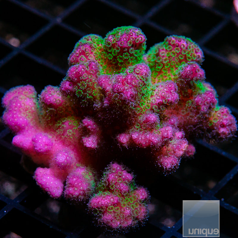 Rainbow Pocillopora-WYSIWYG