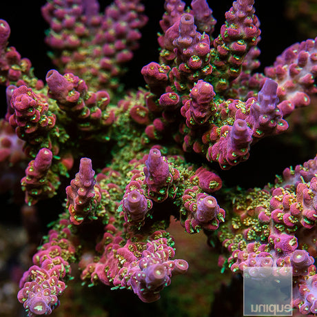 Unique Corals Confetti Acropora