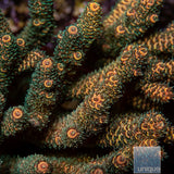 Unique Corals Golden Goose Millepora
