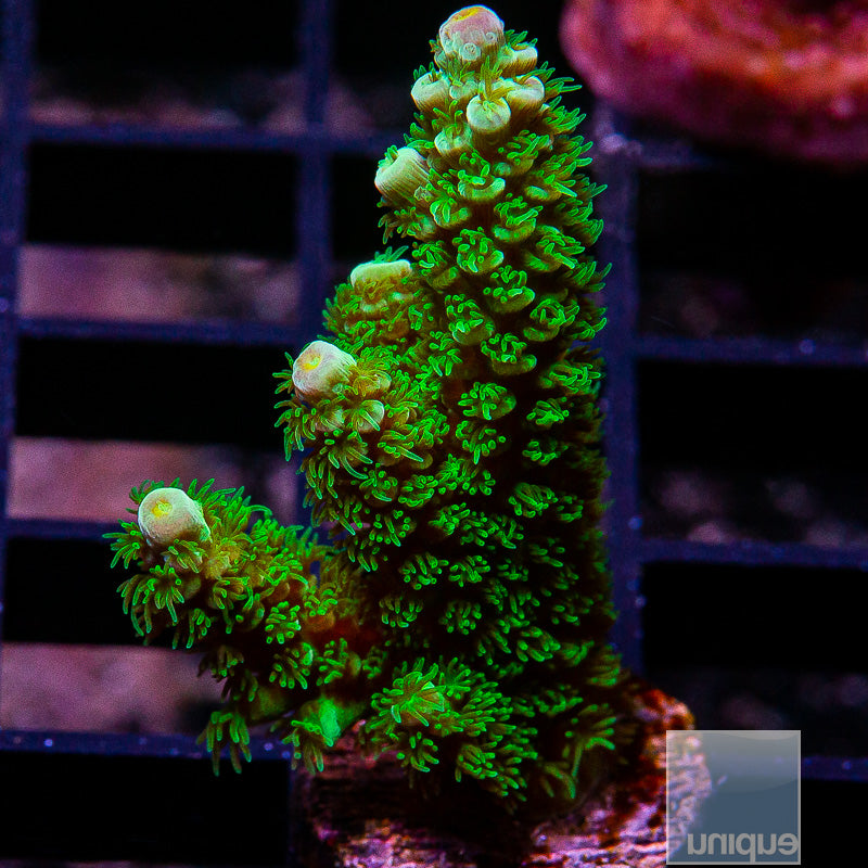 Green Tenuis-WYSIWYG