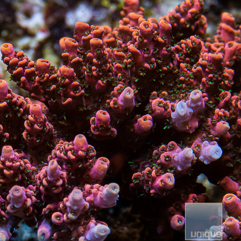 Unique Corals Rainbow Hyacinthus