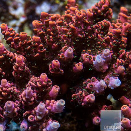 Unique Corals Rainbow Hyacinthus