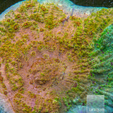 Unique Corals Sunburst Skies Chalice-Stock Frag