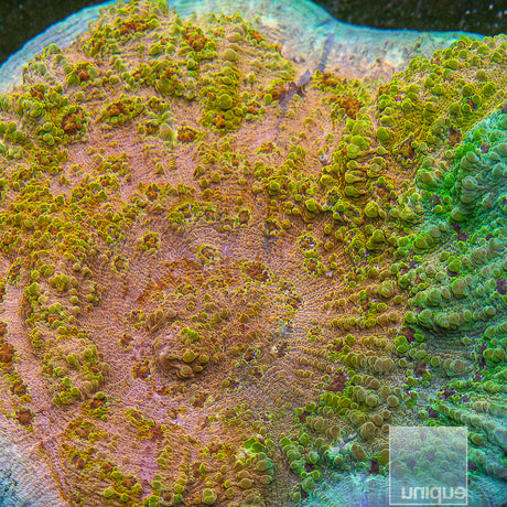 Unique Corals Sunburst Skies Chalice-Stock Frag