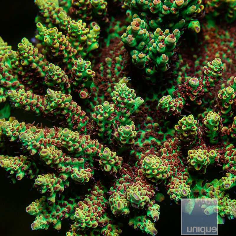 Unique Corals Strawberry Shortcake Acropora