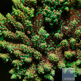 Unique Corals Strawberry Shortcake Acropora