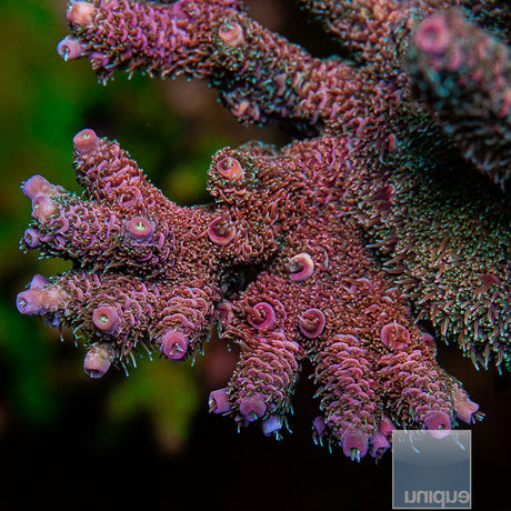 Unique Corals Electric Amethyst Millepora