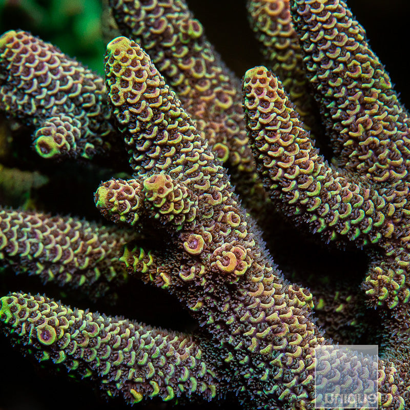 Unique Corals Solar Siren Spathulata