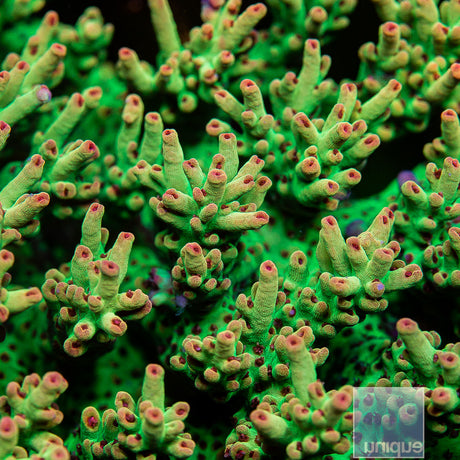 Unique Corals Strawberry Shortcake Acropora