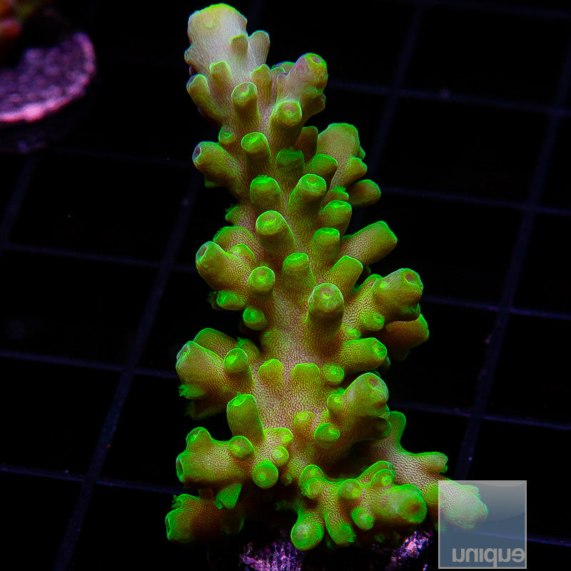 Green Acropora-WYSIWYG