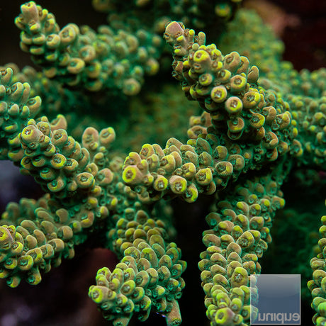 Unique Corals Bubblebath Unicorn Stag Variant