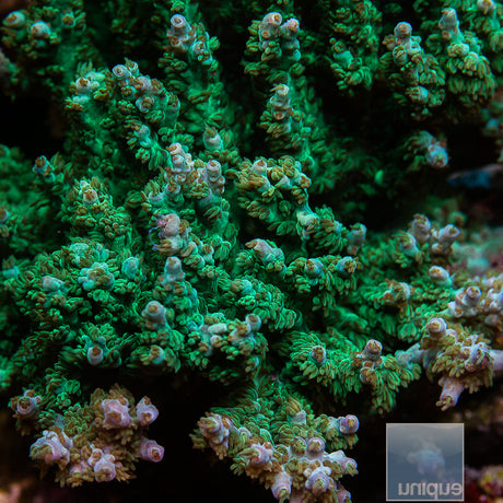 Unique Corals Green Ghost Acropora