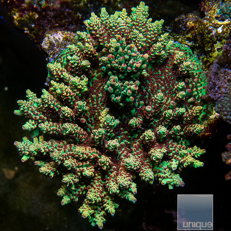 Unique Corals Strawberry Shortcake Acropora