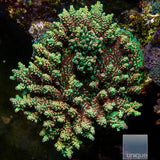 Unique Corals Strawberry Shortcake Acropora