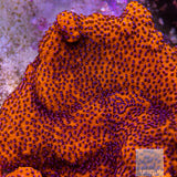 Unique Corals Mystic Sunset Montipora-Stock Frag
