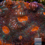 Unique Corals Hell Fire Chalice-Stock Frag