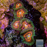 Rainbow Incinerator Zoanthid-Stock Frag