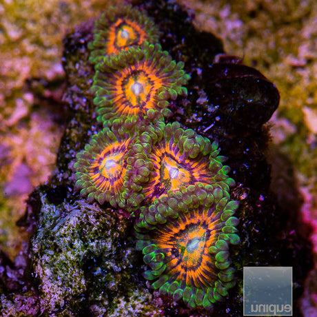Rainbow Incinerator Zoanthid-Stock Frag