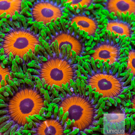 WWC Whammin Watermelon Zoanthid- Stock Frag