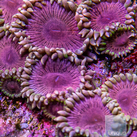 Unique Corals Pastel Pink Zoanthid-Stock Frag