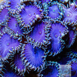 Blue Magoo Palythoa-Stock Frag